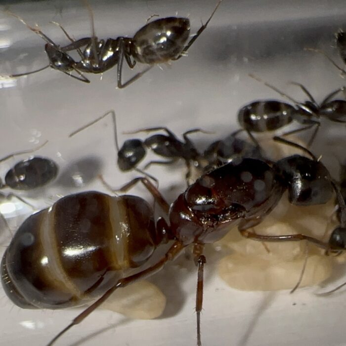 Camponotus sylvaticus