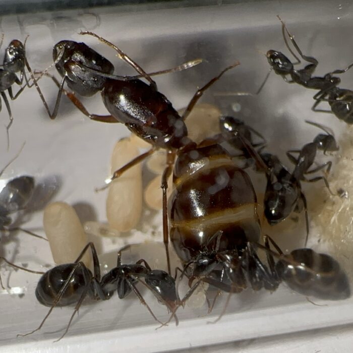 Camponotus sylvaticus