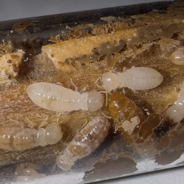 Neotermes sp.
