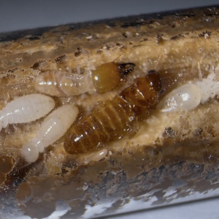 Neotermes sp.