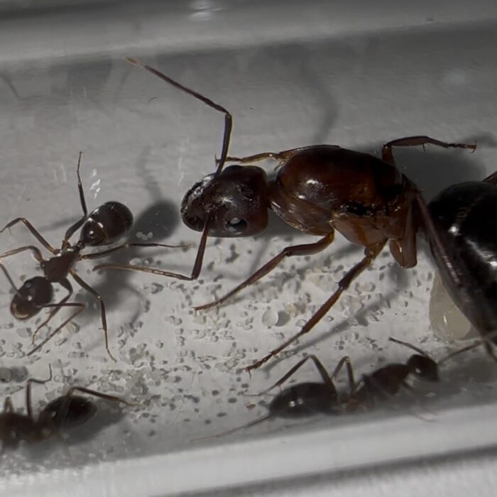 Camponotus turkestanicus