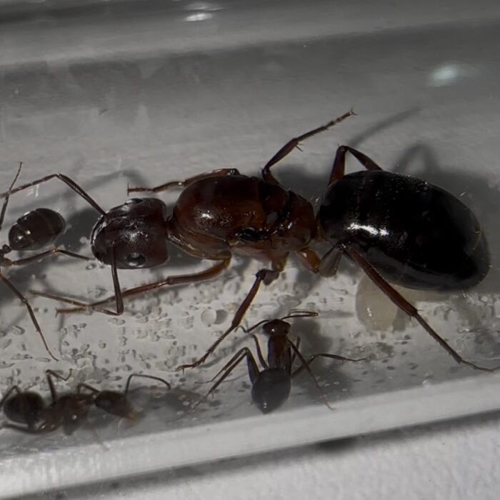 Camponotus turkestanicus