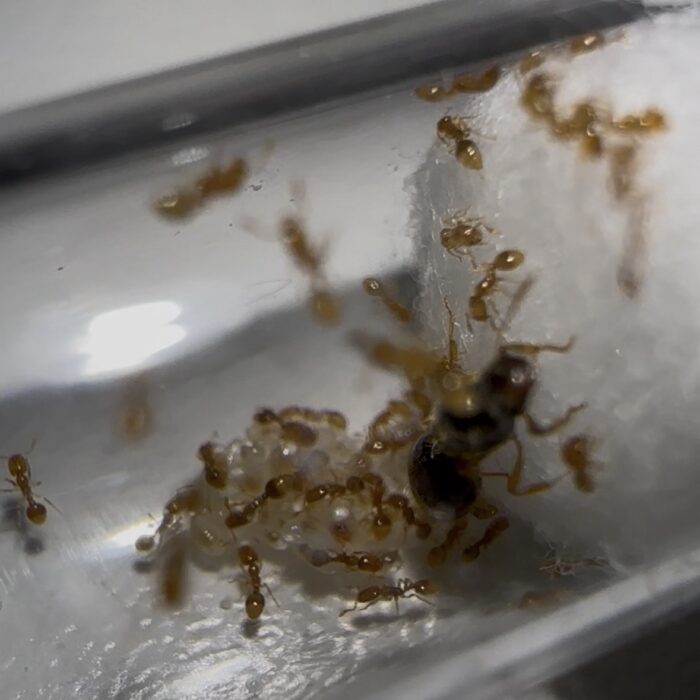 Solenopsis fugax