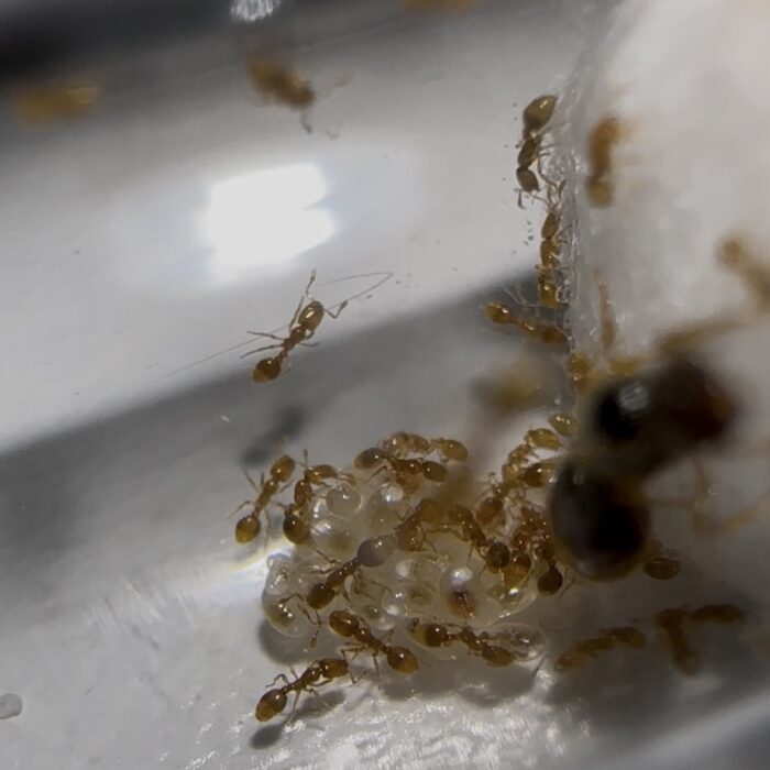 Solenopsis fugax