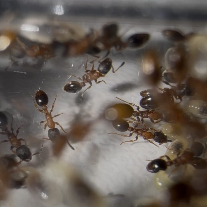 Leptothorax acervorum