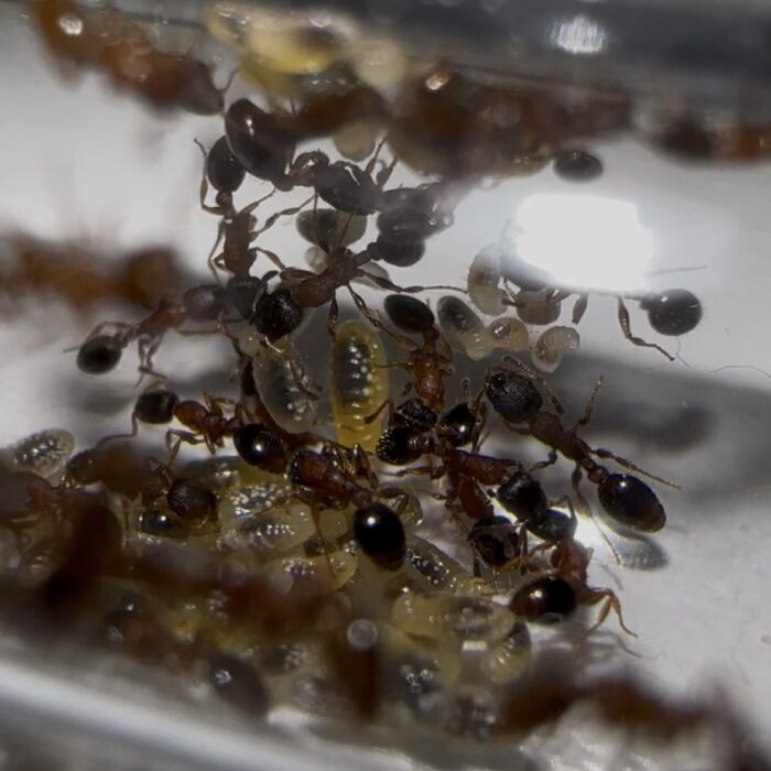 Leptothorax acervorum