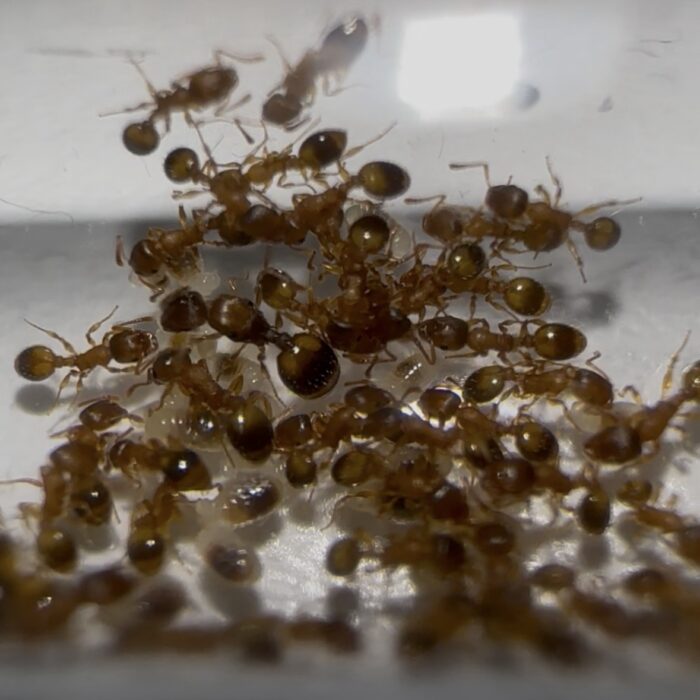 Temnothorax cf crassispinus