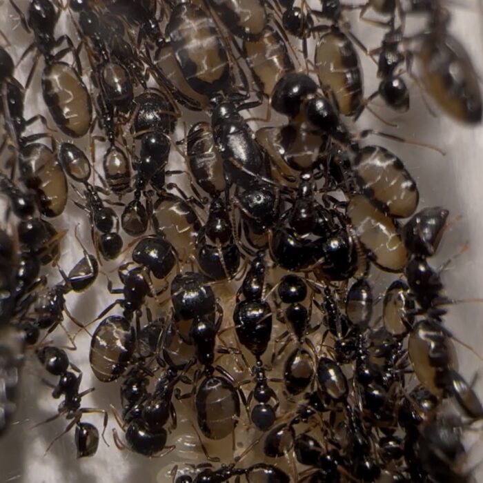 Camponotus leucodiscus