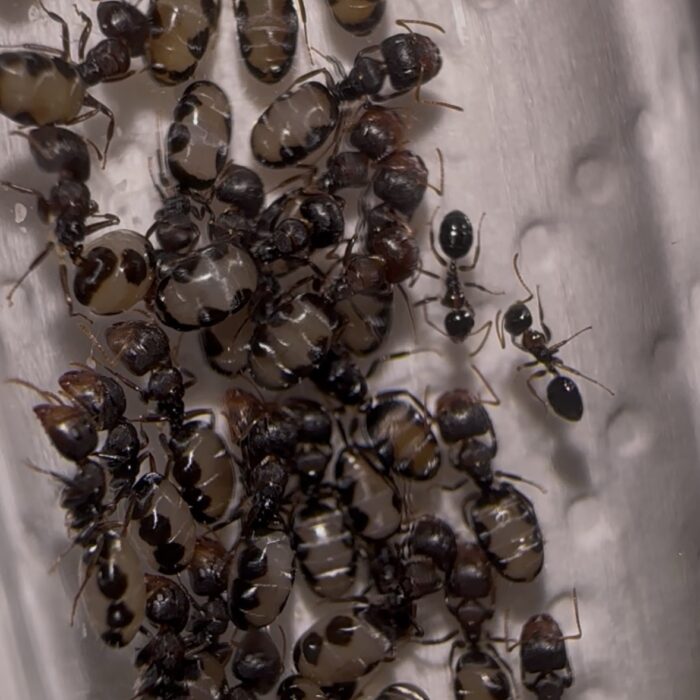 Camponotus bellus