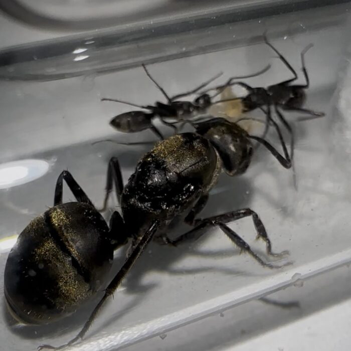 Camponotus pseudolendus
