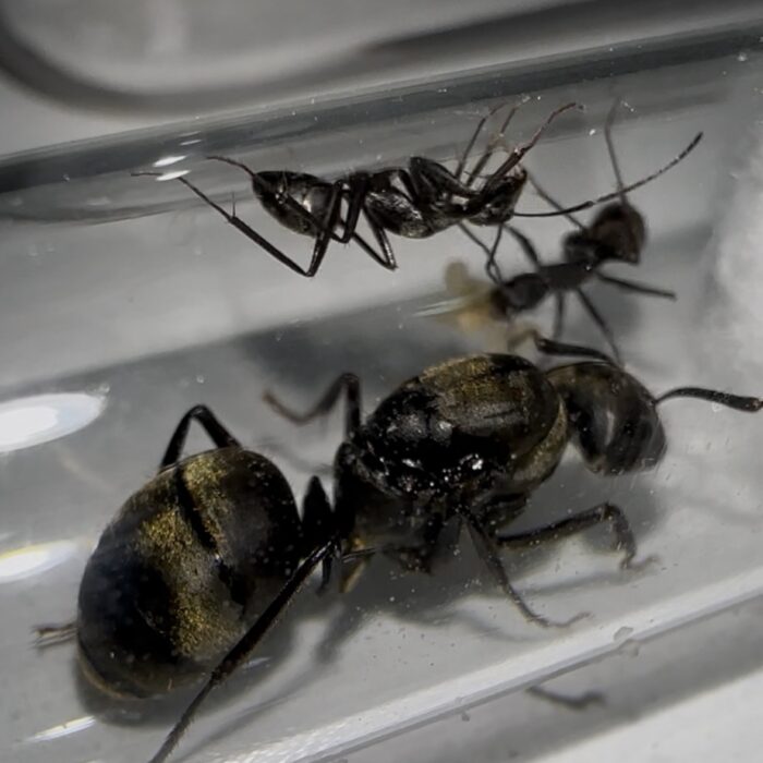 Camponotus pseudolendus