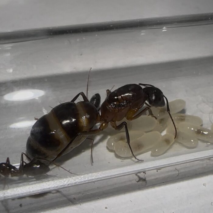 Camponotus barbaricus