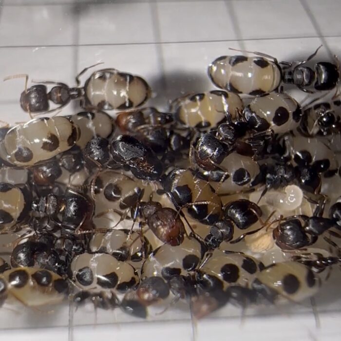 Camponotus bellus