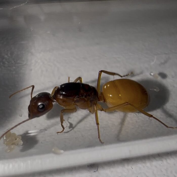 Camponotus fedtschenkoi