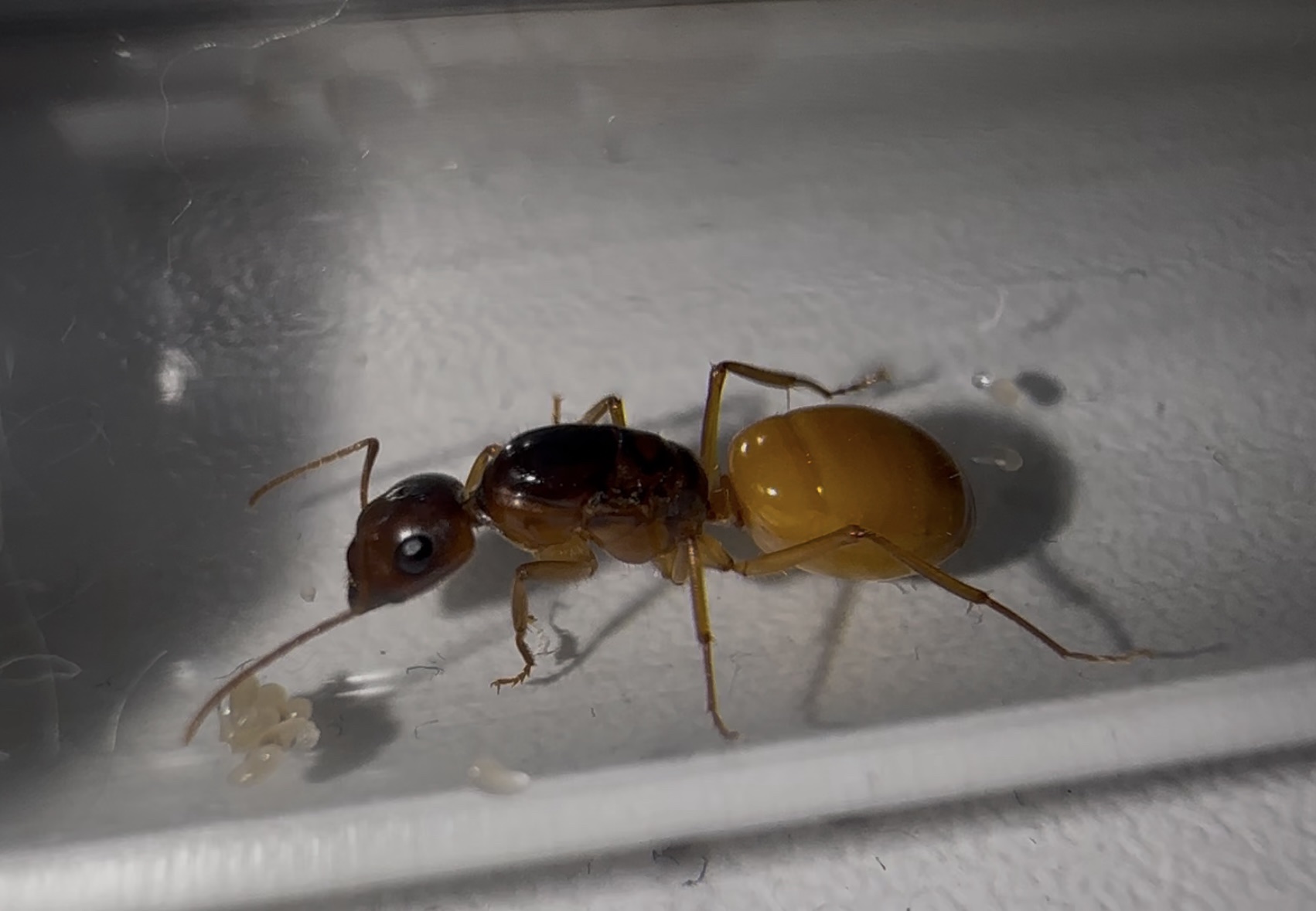 Camponotus fedtschenkoi – Bild 2
