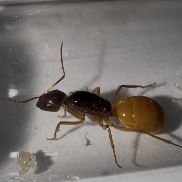 Camponotus fedtschenkoi