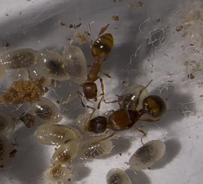 Temnothorax cf unifasciatus