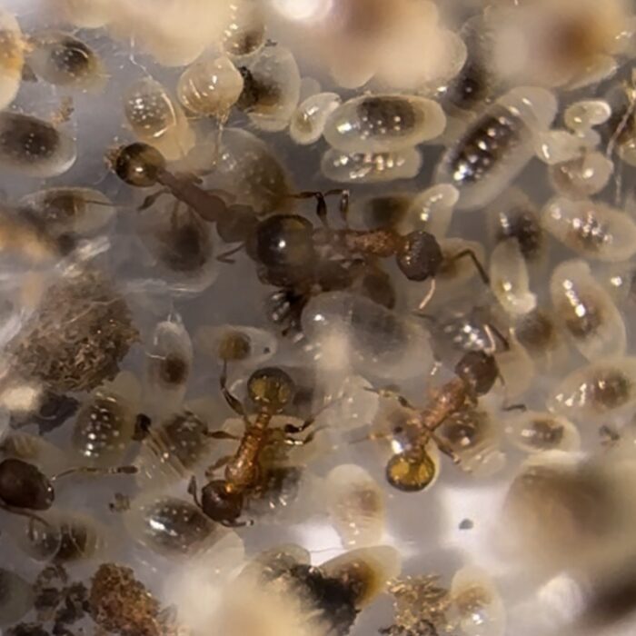 Temnothorax cf unifasciatus