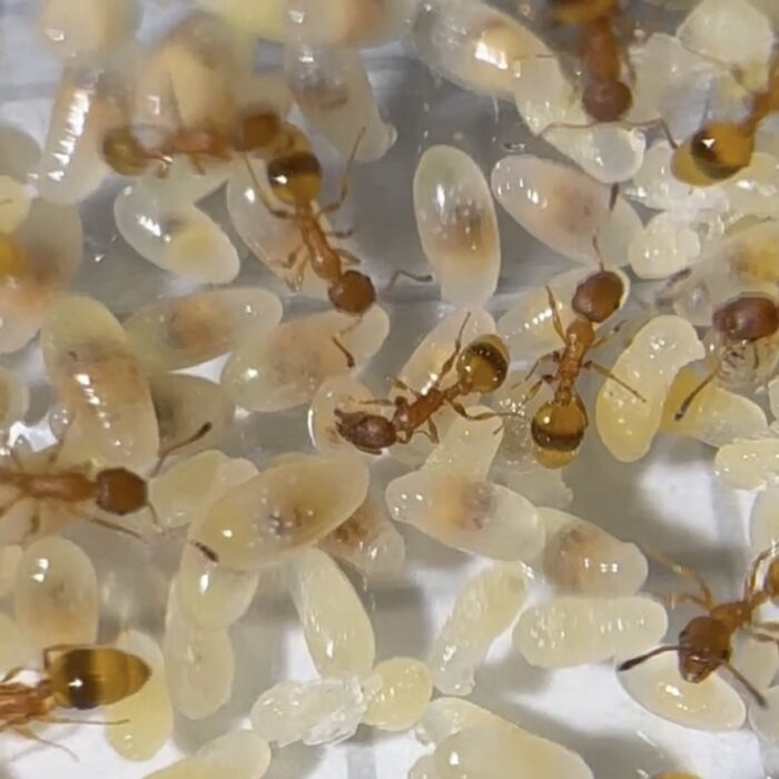 Temnothorax cf unifasciatus