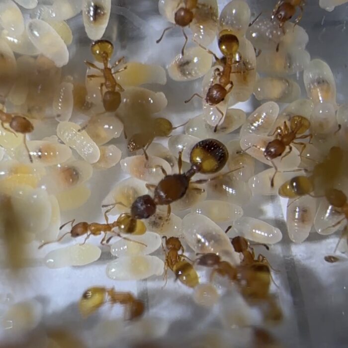 Temnothorax cf unifasciatus