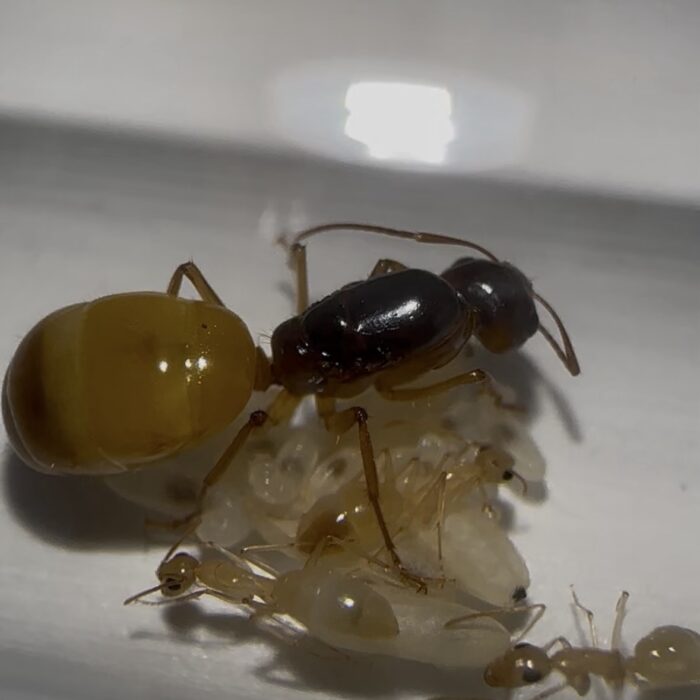 Camponotus fedtschenkoi