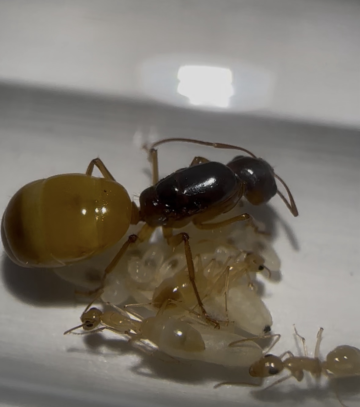 Camponotus fedtschenkoi