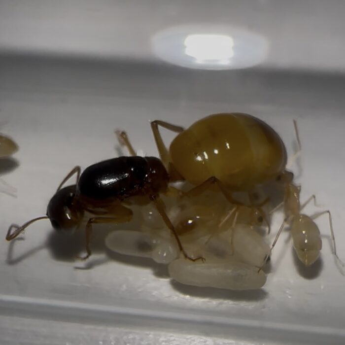 Camponotus fedtschenkoi