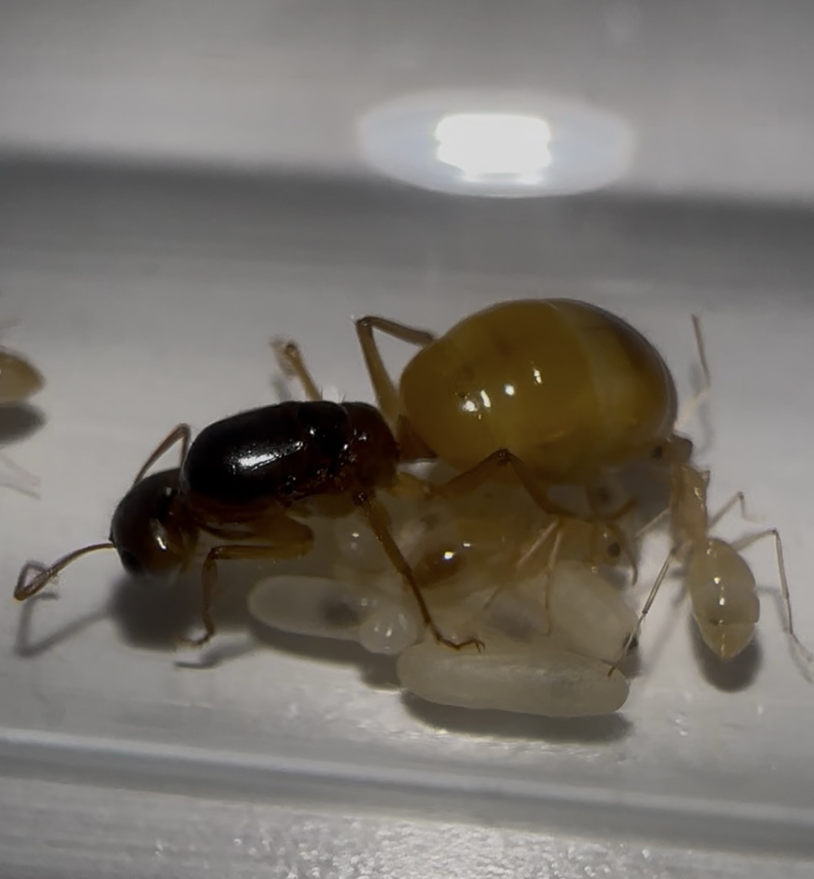 Camponotus fedtschenkoi – Bild 2