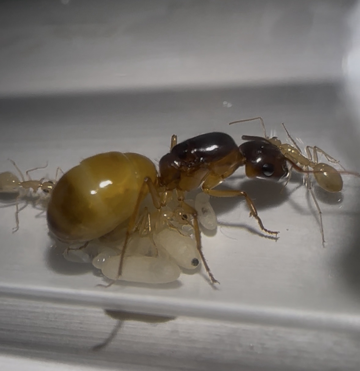 Camponotus fedtschenkoi – Bild 3