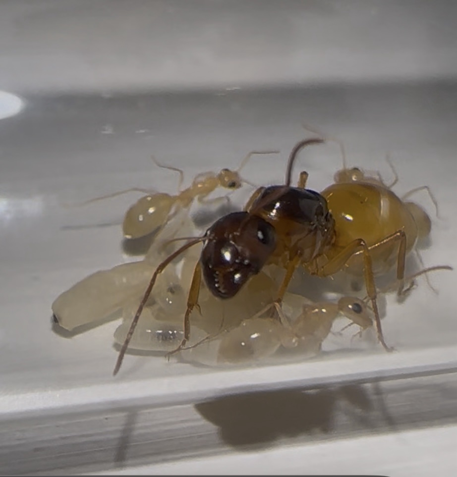 Camponotus fedtschenkoi – Bild 4