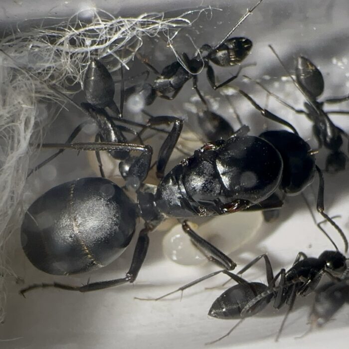 Camponotus japonicus