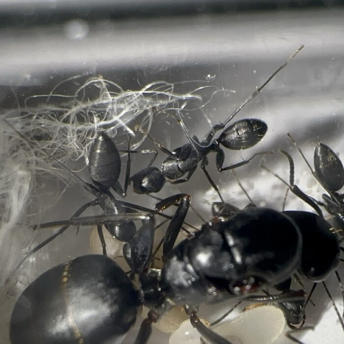 Camponotus japonicus