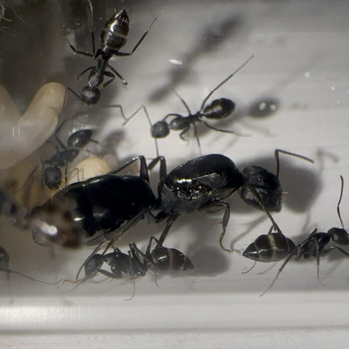 Camponotus sp. Afrika