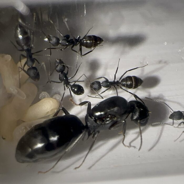 Camponotus sp. Afrika