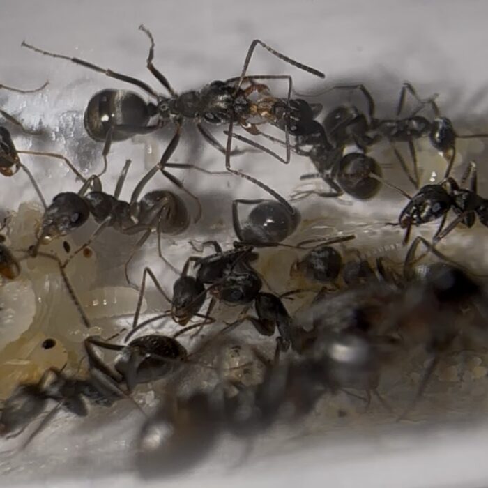 Formica cf fusca