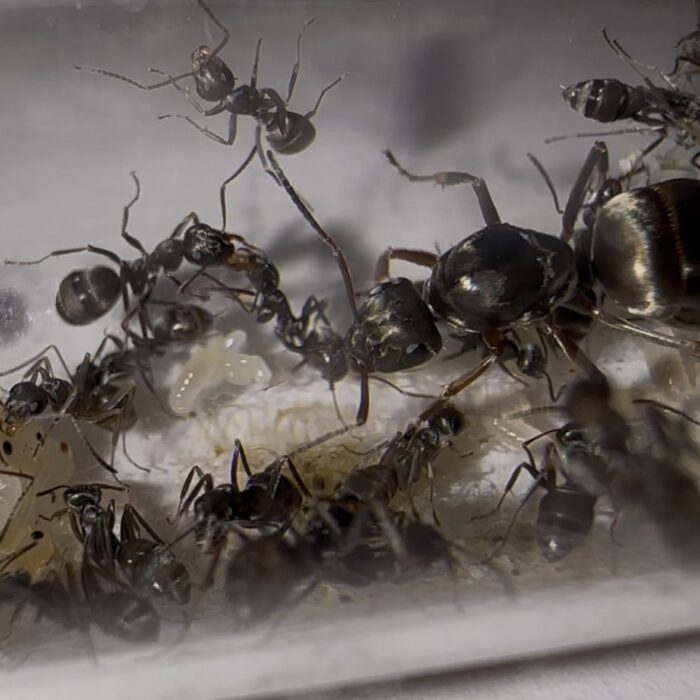 Formica cf fusca