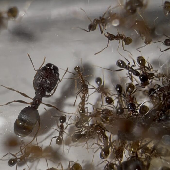 Pheidole cf yeensis