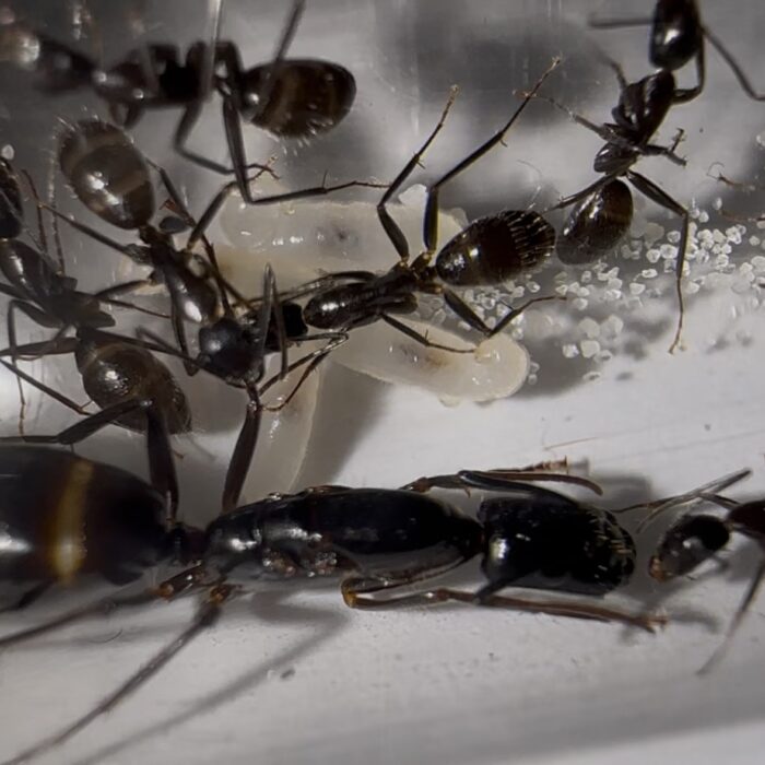 Camponotus sp. Asien