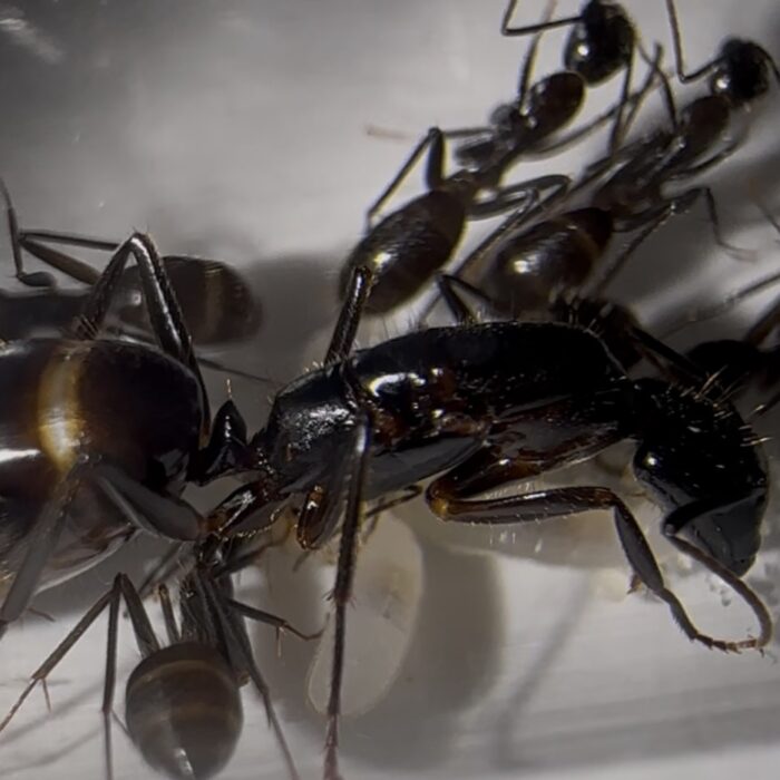 Camponotus sp. Asien