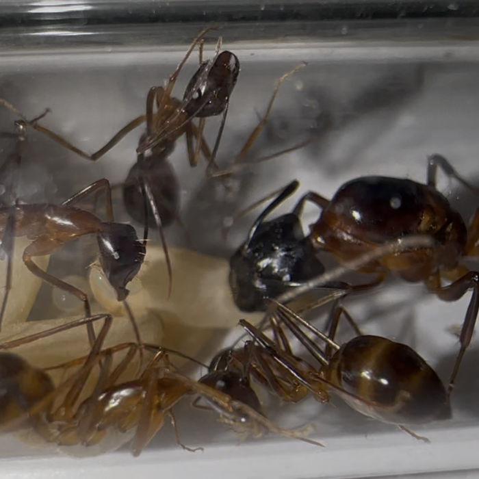 Camponotus pompeius