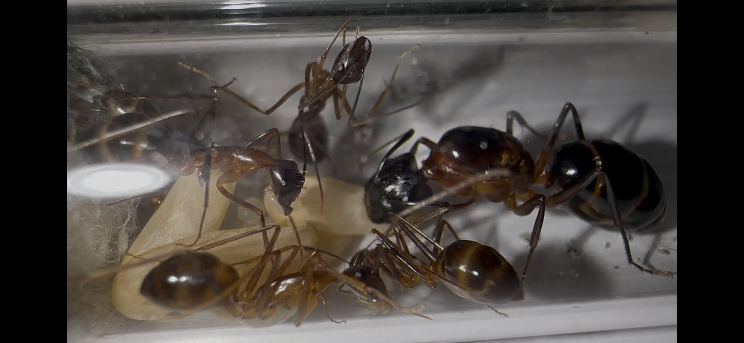 Camponotus pompeius – Bild 2