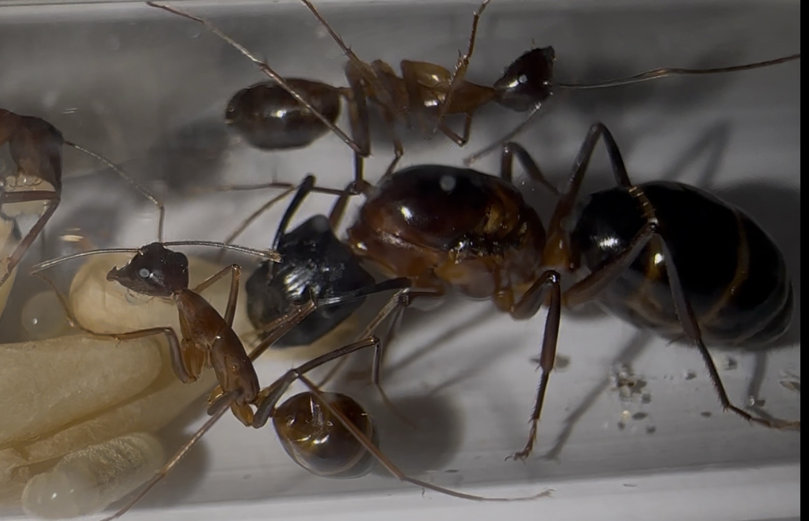 Camponotus pompeius – Bild 5