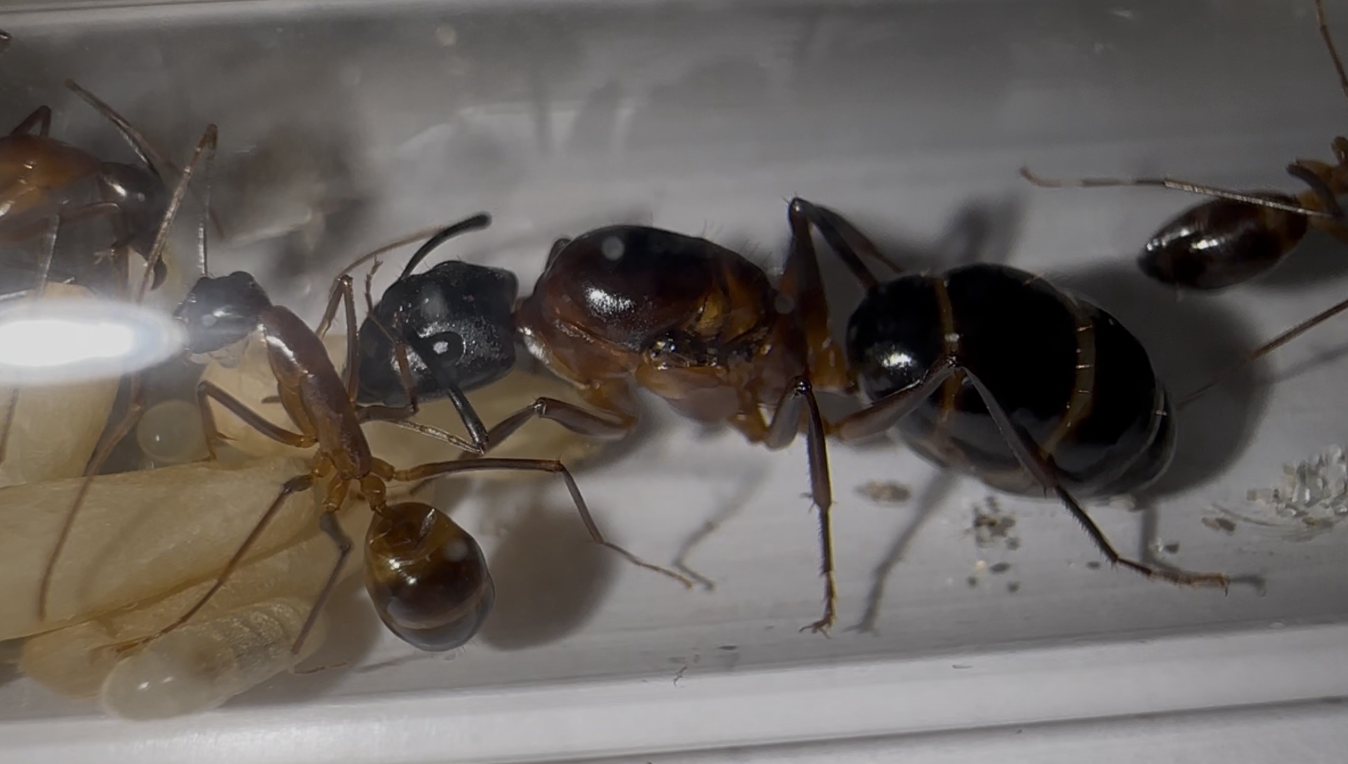 Camponotus pompeius – Bild 4