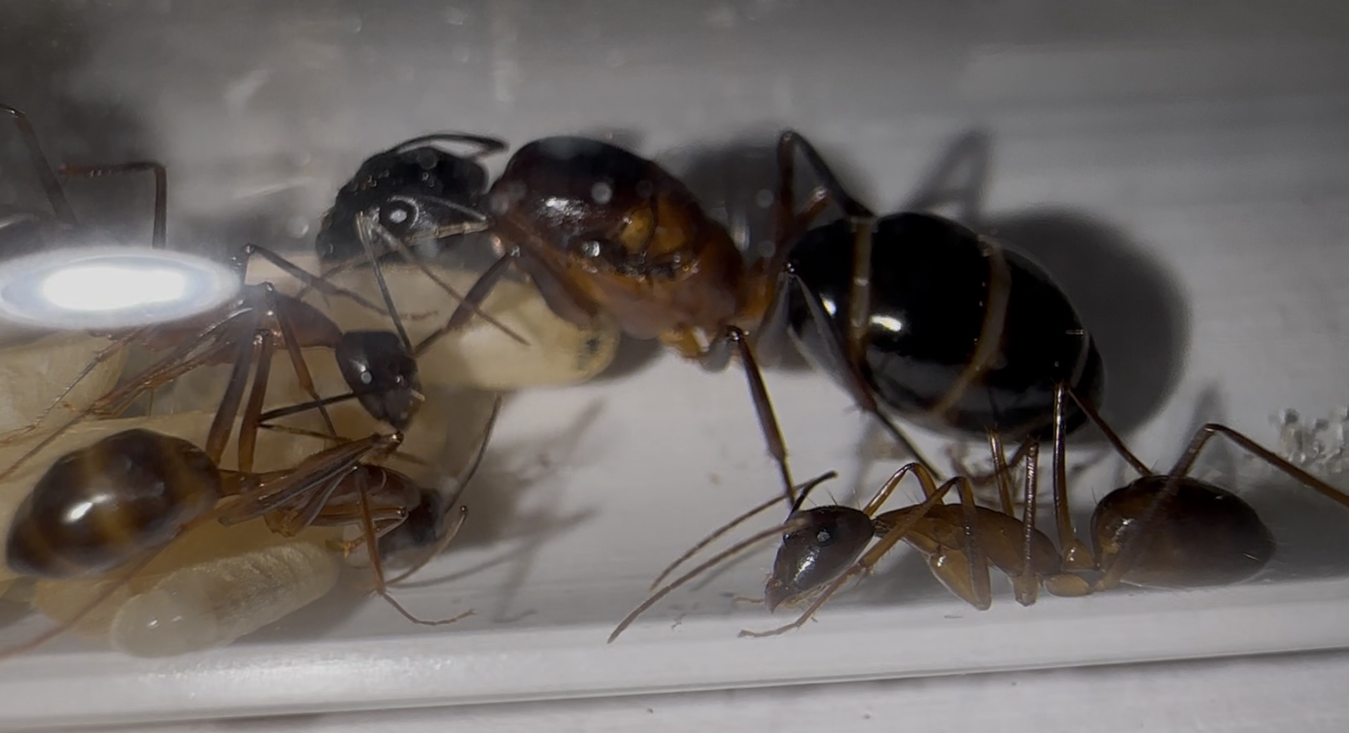 Camponotus pompeius – Bild 3