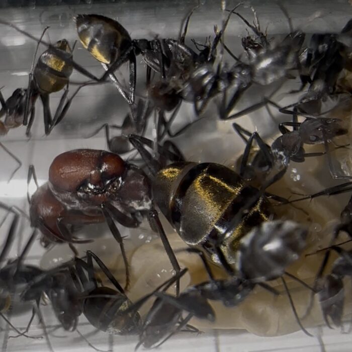 Camponotus cf vestitus