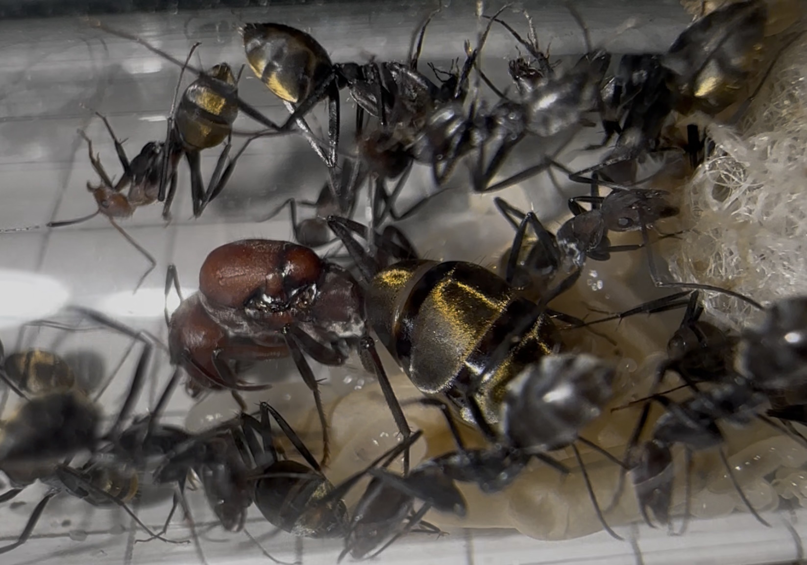 Camponotus cf vestitus