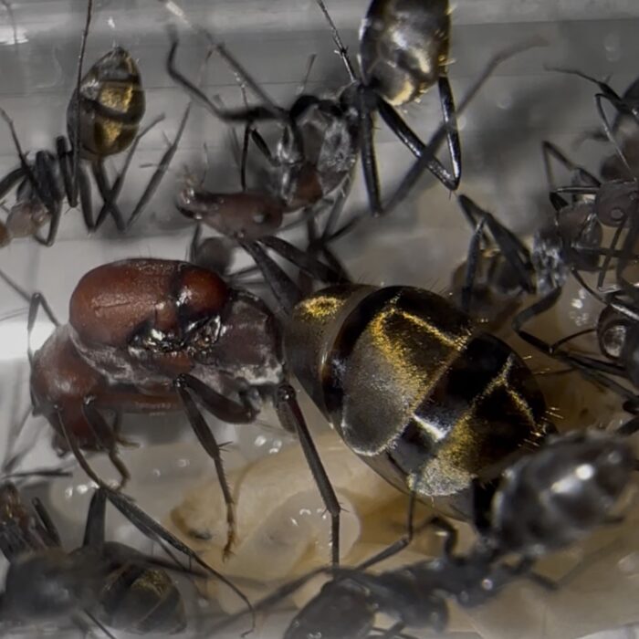 Camponotus cf vestitus