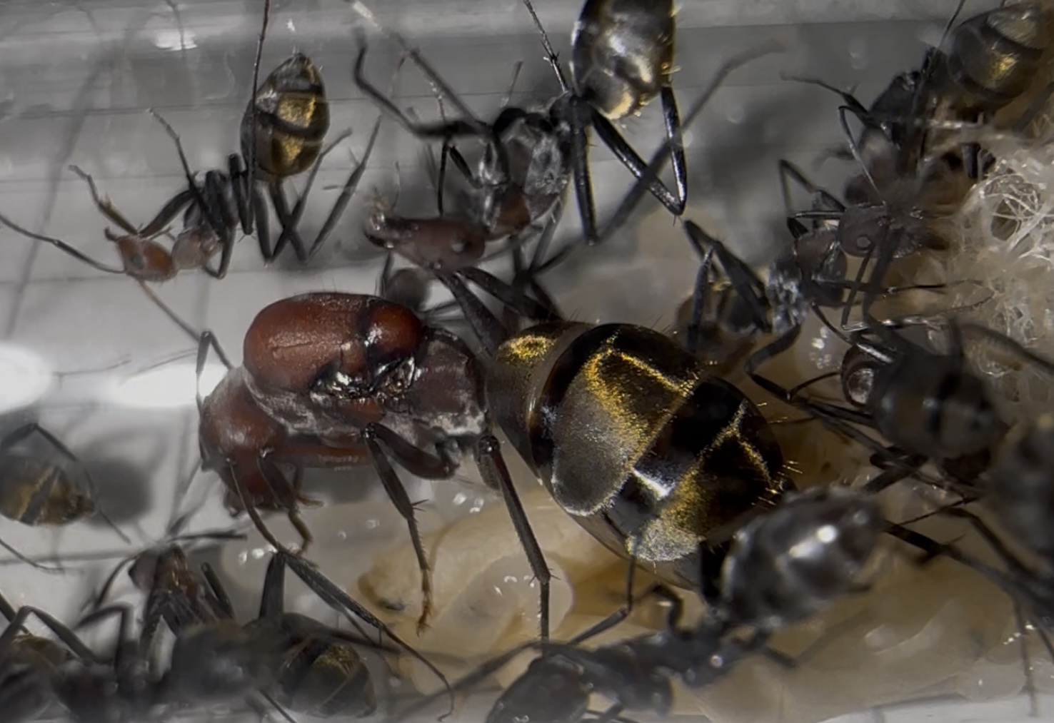 Camponotus cf vestitus – Bild 2