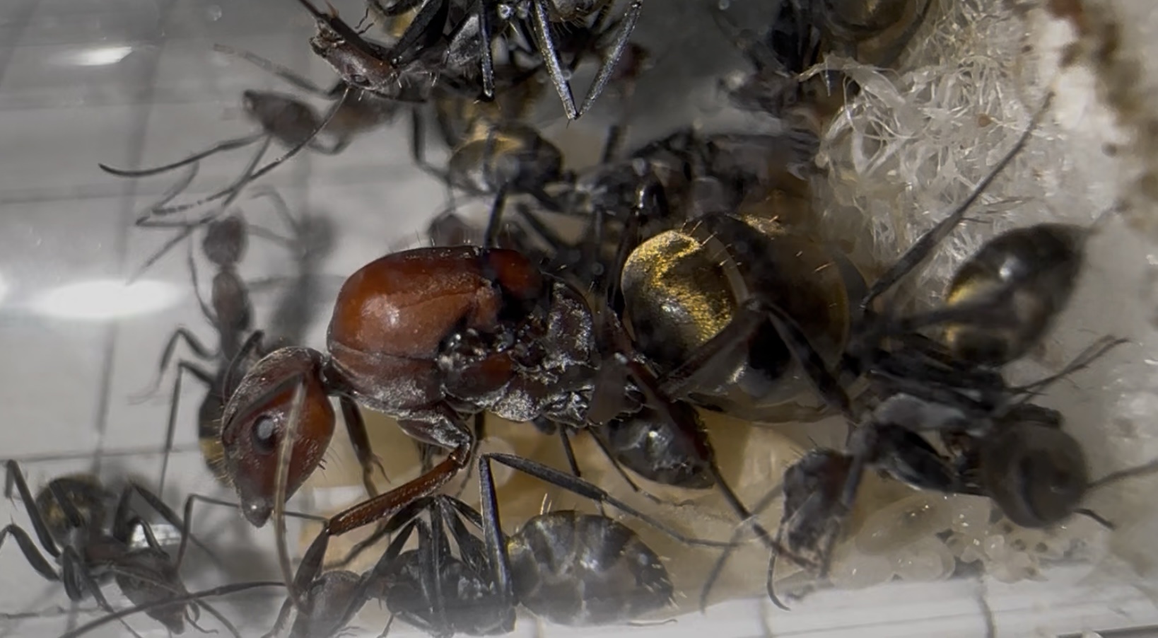 Camponotus cf vestitus – Bild 3
