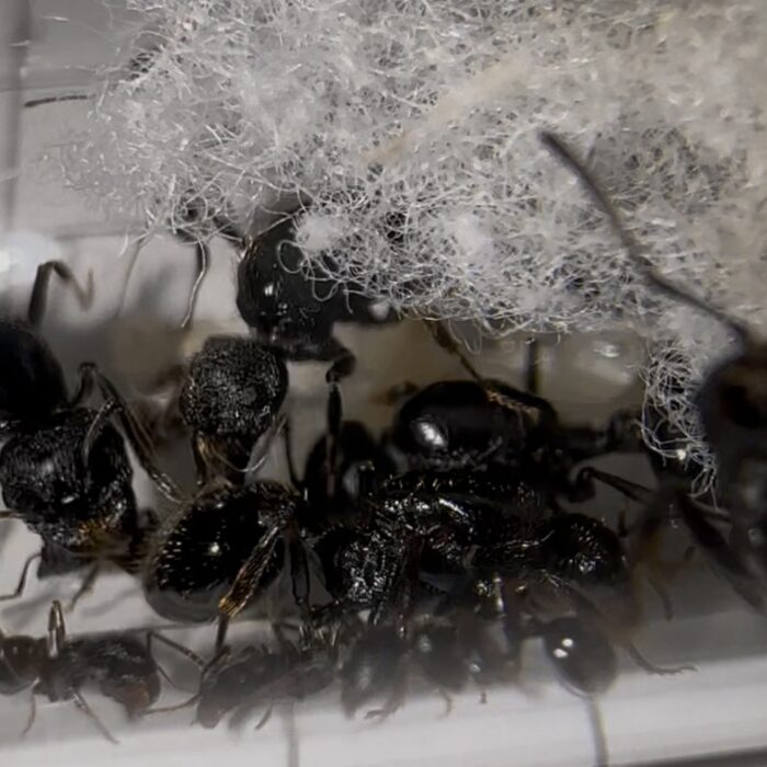 Messor aciculatus